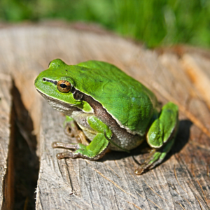 Green Frog Spiritual Meaning